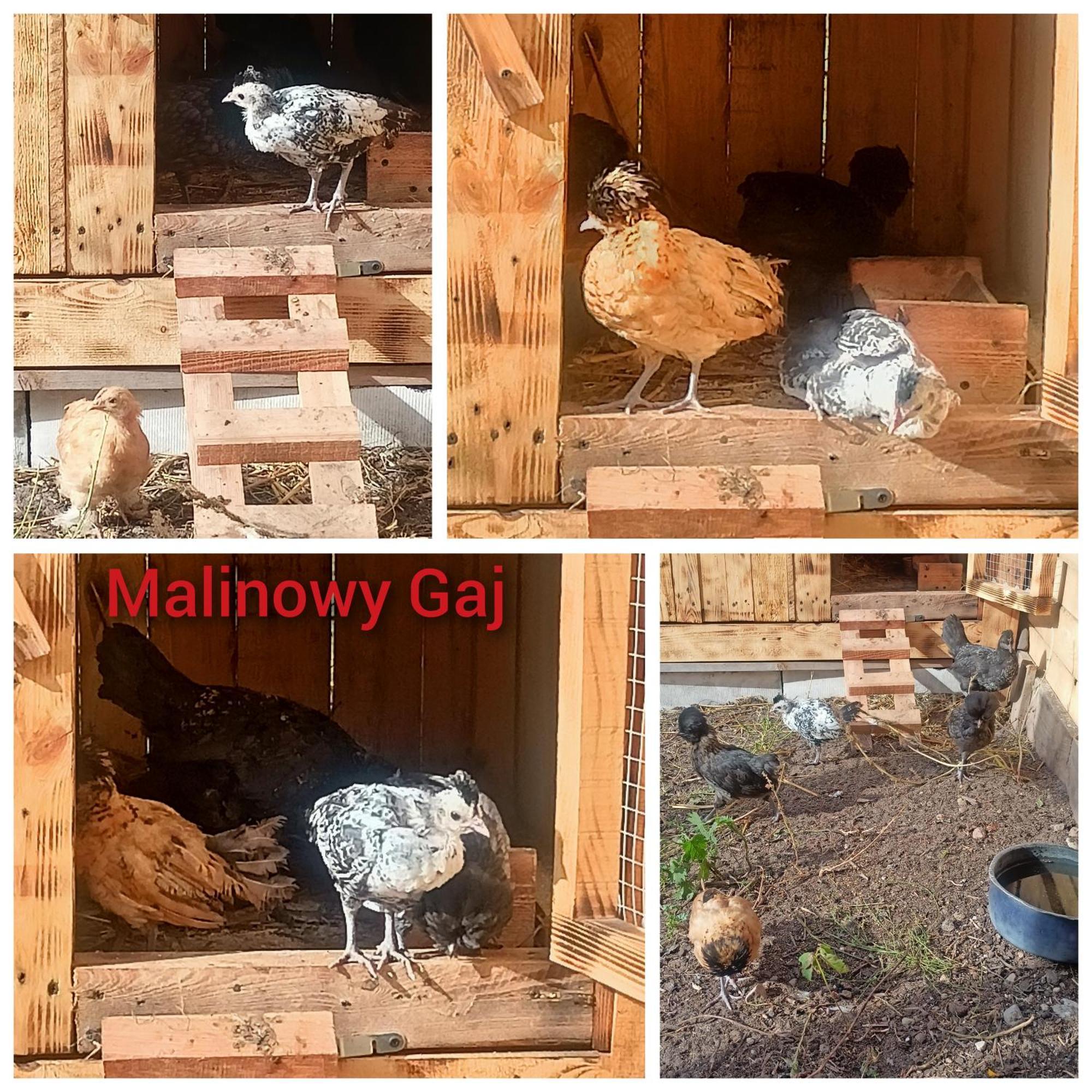 Malinowy Gaj - Agroturystyka Z Alpakami I Innymi Zwierzetami Swietajno  ภายนอก รูปภาพ